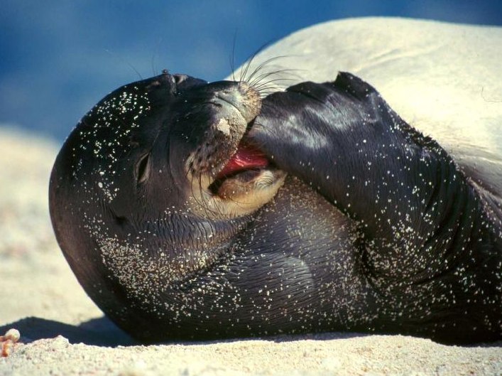 monk seal