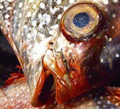 Woe fish » Honolulu Weekly