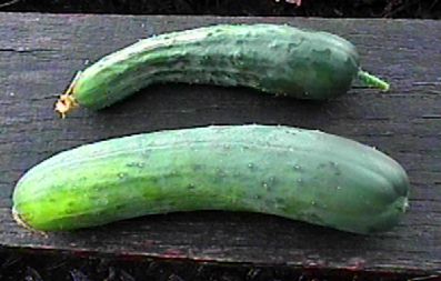compare cucumbers!