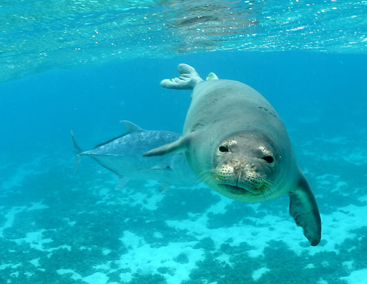 monk seal