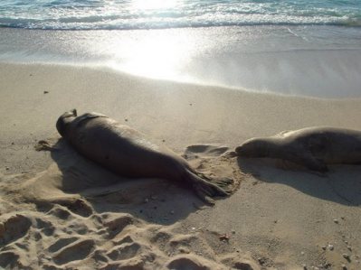 hawaiian monk seals