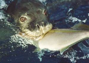 webseal
