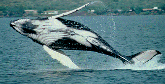 whale6ed.gif