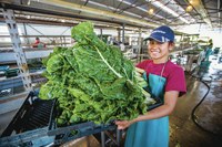 Waianae farm steps up growth of produce and college grads